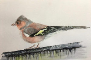 Chaffinch
