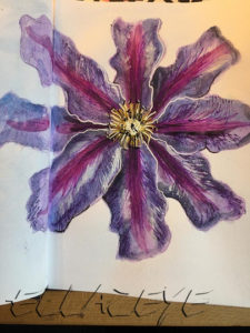 Clematis